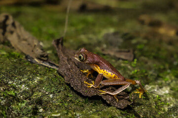 Naklejka premium South American Leaf Frog