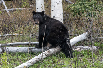 Interested and adorable black bear sitting on a fallen down tree in the woods, forest in Yukon Territory, Canada. Near the BC, British Columbia border. 