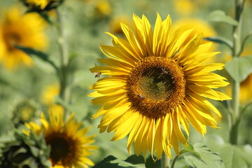 Obraz premium field of sunflowers