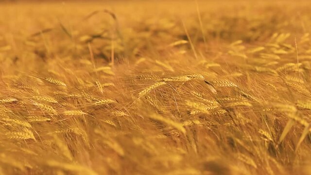 Mature wheat sways in the wind, a ripe grain field in the light of the setting sun