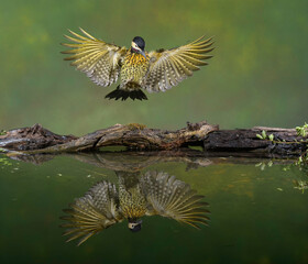 Carpintero real vuelo y reflejo