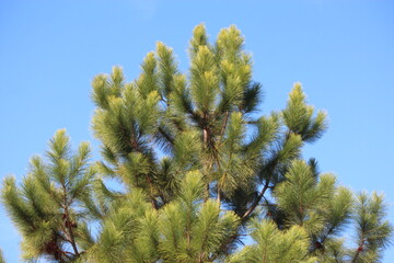 sky blue and green tree