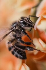 macro of a fly