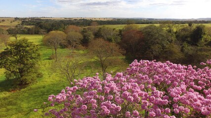 Obraz premium field of flowers