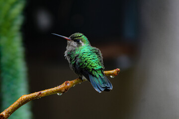 hummingbird in flight