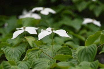 Obraz premium Kousa dogwood flowers/ Cornaceae deciduous tree