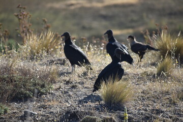 Aves