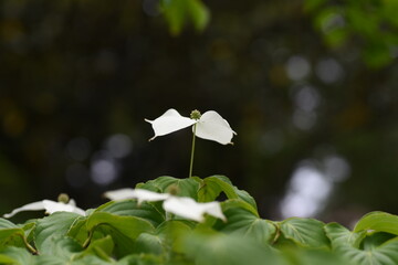 Kousa dogwood flowers/ Cornaceae deciduous tree