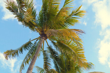 Fototapeta premium Coconut palm trees bottom view. Tropical scene.