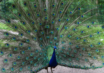 Obraz premium Peacock displaying vibrant plumage