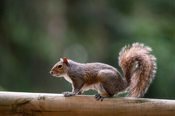 Free gray squirrel in a city park