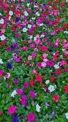 Field of petunias flowers, top view. Petunia pattern close up