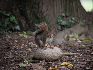 Free gray squirrel in a city park