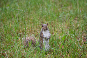 Free gray squirrel in an Italian forest