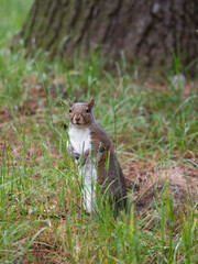 Free gray squirrel in an Italian forest