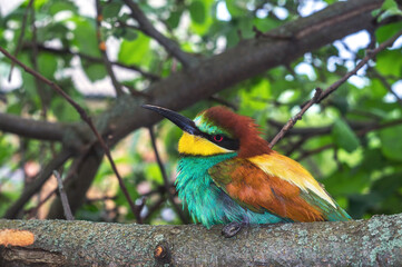 European color bird Bee-eater Merops apiaster bee-eater family Meropidae macro photography. Nature green tree background