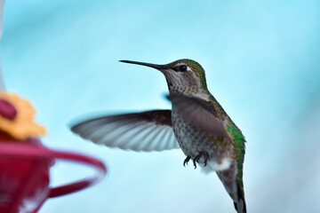 Humming Bird
