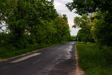 Fototapeta na wymiar Rural road with trees in Europe, Hungary in summer