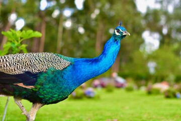 Obraz premium Pavo real 