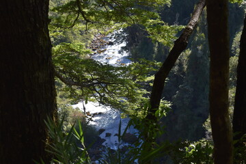 BOSQUE