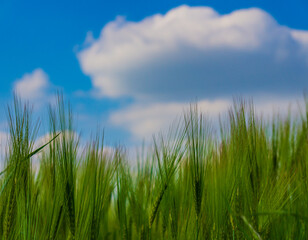 Kornfeld mit Himmel 1