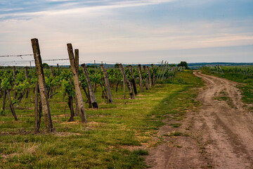 Vineyard in Hungary, Europe in May, a summer afternoon