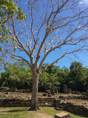 Fototapeta na wymiar San Gervasio archaeological mayan site in Cozumel, Mexico