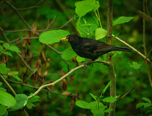 Amsel auf Ast 1