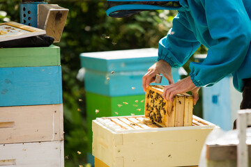 Fototapeta premium beekeeper pulls out 3 frames from hive. Replacing frames in bee family.