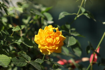 flor y abeja