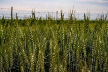 Green wheat field in Europe, Hungary at the end of May