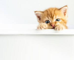 Cat baby tabby Kitten Cute Beautifu on white background