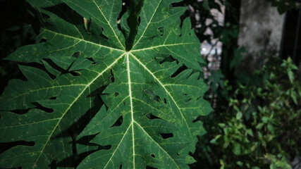 Papaya leaves in the garden