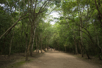 Fototapeta na wymiar Beautiful Vegetation of Coba, Mexican jungle