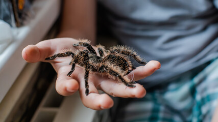 child holds spider on arm. terrible fear of spiders. Arachnophobia.
