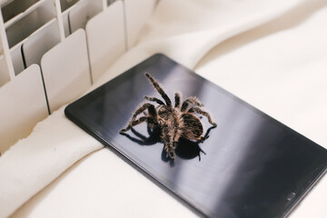 Spider on tablet. Tarantula escaped from terrarium. study of arachnids during quarantine.