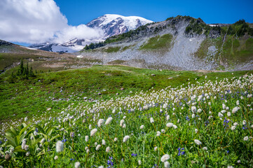 Fototapeta na wymiar Wildflowers in Mount Rainier National Park | Washington