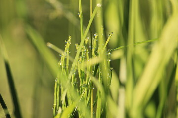 green grass with dew drops