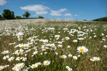 Field of wild chamomile daisies in the Chess River Valley between Chorleywood and Sarratt, Hertfordshire, UK. Photographed on a clear day in late May.