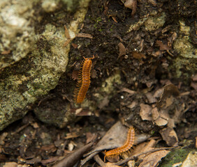 Close up of centipede on the jungle ground