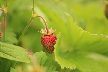 macro of wild strawberry in the garden