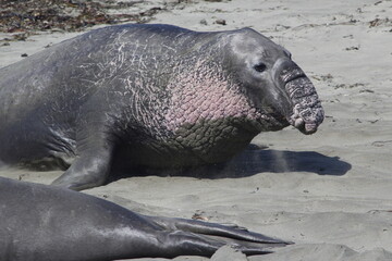 male elephant seal on the beach
