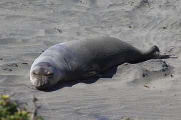 sea lion on the beach