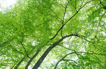 low angle view of spring green tree in forest