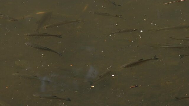 Roach corse fish swimming on surface of a lake before being spooked UK 4K