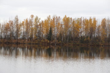 reflection of trees in the water