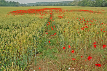 Coquelicots dans un champ de bl&eacute;.