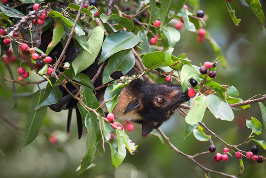 A Spectacled Flying Fox enjoying native small-fruited figs in Kuranda, Queensland.  A threatened species, they are often disliked by locals, but are keystone pollinators of the rainforest.