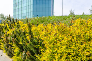 Green pine and yellow bushes on the parking in front of the modern corporate building. Sustainabilty, eco friendly business concept.