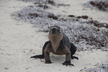 exuma island iguana in the bahamas
